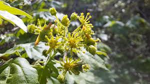 Attēlu rezultāti vaicājumam “Acer campestre flower”