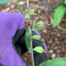 Attēlu rezultāti vaicājumam “Epipactis helleborine fruit”