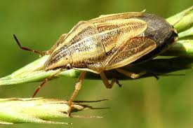 Attēlu rezultāti vaicājumam “Aelia acuminata”