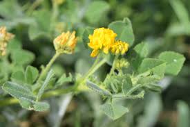 Attēlu rezultāti vaicājumam “Medicago lupulina bud”