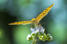 Attēlu rezultāti vaicājumam “Argynnis paphia male”