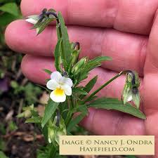 Attēlu rezultāti vaicājumam “Viola arvensis leaf”
