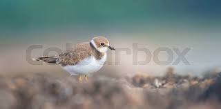 Attēlu rezultāti vaicājumam “Charadrius dubius”