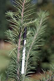 Attēlu rezultāti vaicājumam “Larix kaempferi leaf”