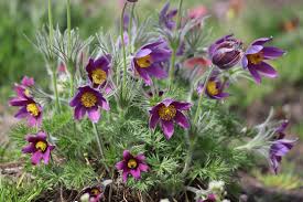 Image result for Kuhschelle