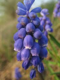 Attēlu rezultāti vaicājumam “Muscari botryoides”