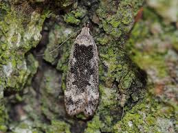 Attēlu rezultāti vaicājumam “Anacampsis blatariella”