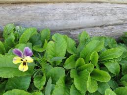 Attēlu rezultāti vaicājumam “Viola tricolor”