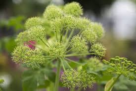 Attēlu rezultāti vaicājumam “Angelica palustris flower”