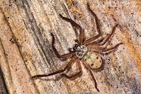 Attēlu rezultāti vaicājumam “Sparassidae”