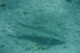 Image result for Albula vulpes