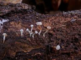 Attēlu rezultāti vaicājumam “Cudoniella acicularis”