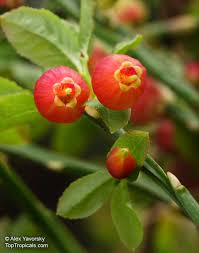 Attēlu rezultāti vaicājumam “Vaccinium myrtillus fruit”