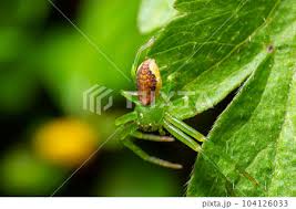 Attēlu rezultāti vaicājumam “Diaea dorsata”