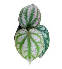 Attēlu rezultāti vaicājumam “Melampyrum sylvaticum leaf”