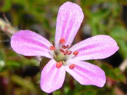 Attēlu rezultāti vaicājumam “Geranium robertianum flower”