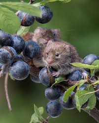 Attēlu rezultāti vaicājumam “Myodes glareolus”