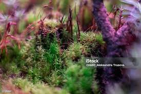 Attēlu rezultāti vaicājumam “Pohlia nutans”