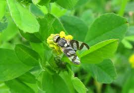 Attēlu rezultāti vaicājumam “Urophora cardui”