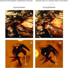 Attēlu rezultāti vaicājumam “Euphydrias aurinia”