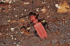 Attēlu rezultāti vaicājumam “Cucujus cinnaberinus”