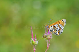 Attēlu rezultāti vaicājumam “Melitaea cinxia upperside”