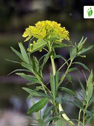 Attēlu rezultāti vaicājumam “Euphorbia palustris”