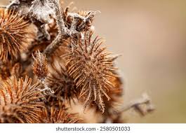 Attēlu rezultāti vaicājumam “Physarum xanthinum macro”