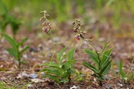 Attēlu rezultāti vaicājumam “Epipactis atrorubens bud”