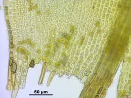 Attēlu rezultāti vaicājumam “Schistidium dupretii”
