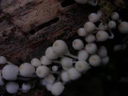 Attēlu rezultāti vaicājumam “Lycogala confusum young”