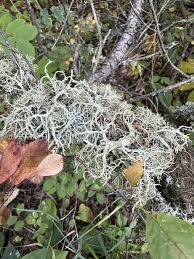 Attēlu rezultāti vaicājumam “Evernia mesomorpha”