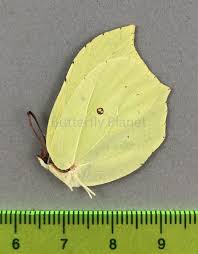 Attēlu rezultāti vaicājumam “Gonepteryx rhamni”