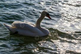 Attēlu rezultāti vaicājumam “Cygnus olor”