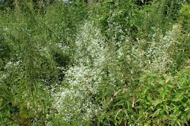 Attēlu rezultāti vaicājumam “Galium rivale flower”