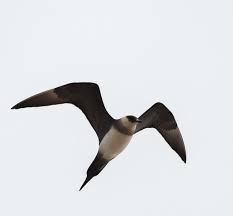 Attēlu rezultāti vaicājumam “Stercorarius parasiticus adult”