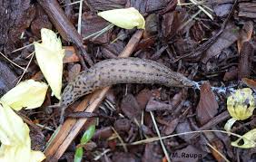 Attēlu rezultāti vaicājumam “Limax maximus”