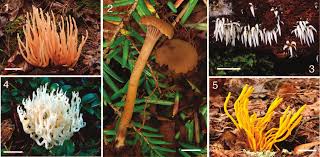 Attēlu rezultāti vaicājumam “Pistillaria sp.”