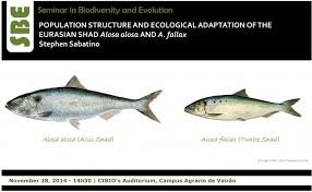 Image result for Alosa alosa