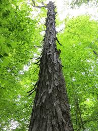 Attēlu rezultāti vaicājumam “Carya ovata”