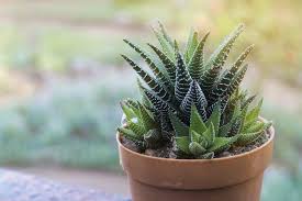 Image result for Haworthia
