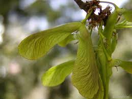 Attēlu rezultāti vaicājumam “Acer saccharinum fruit”