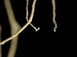 Attēlu rezultāti vaicājumam “Ramalina thrausta”