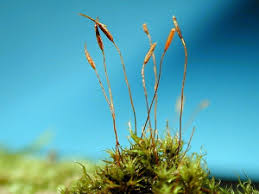 Attēlu rezultāti vaicājumam “Didymodon rigidulus sporophyte”