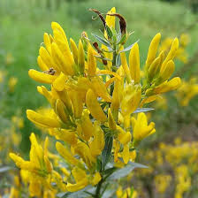 Image result for Genista tinctoria