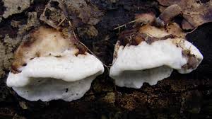 Attēlu rezultāti vaicājumam “Skeletocutis nivea”