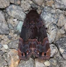 Attēlu rezultāti vaicājumam “Dianema depressum”