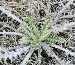 Attēlu rezultāti vaicājumam “Cirsium x rigens leaf”