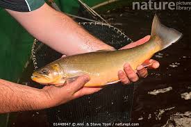 Image result for Salvelinus alpinus