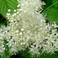 Attēlu rezultāti vaicājumam “Filipendula ulmaria  flower”